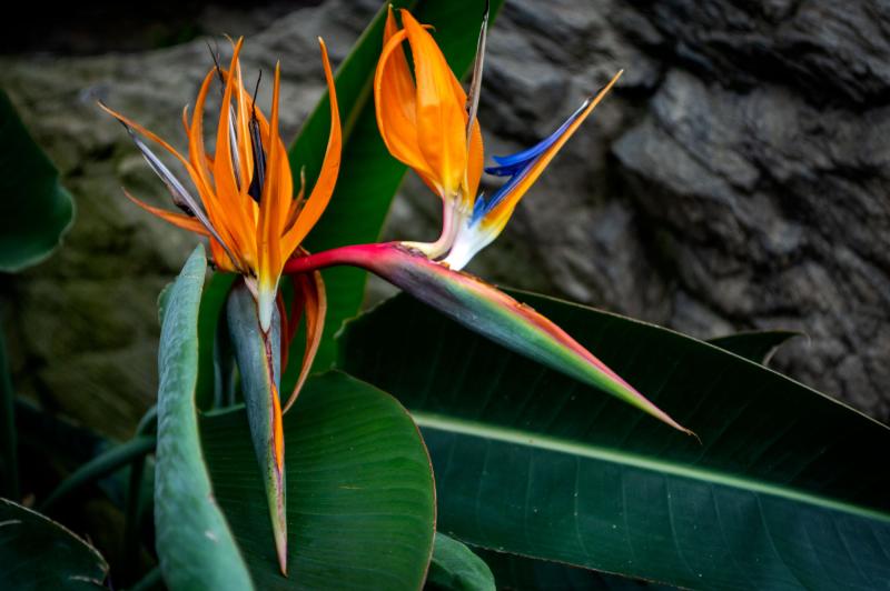 A flower with bright orange and blue petals coming out of a green pod, resembling the shape of a bird