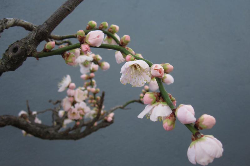 Japanese apricot