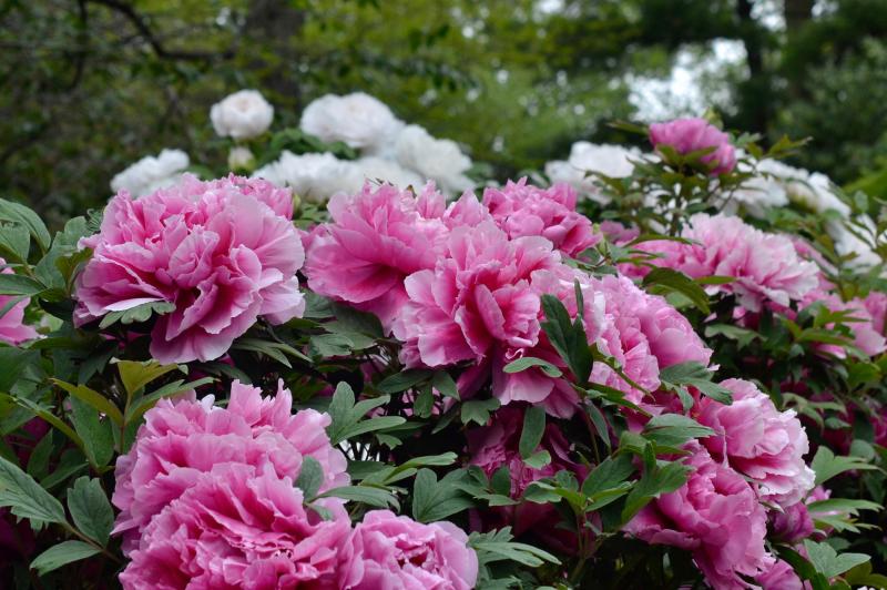 tree peony blossoms