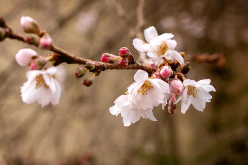 pink cherry blossoms along a bare branch