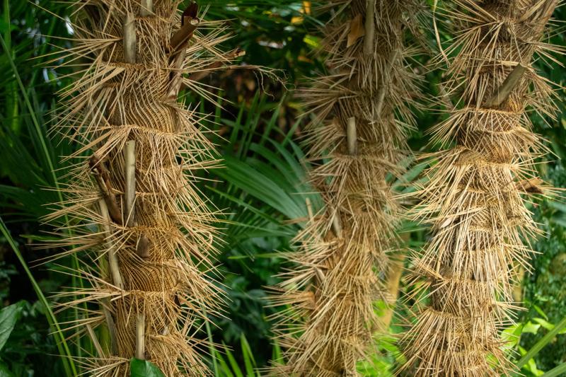 Three tan stalks of tan-colored palm.