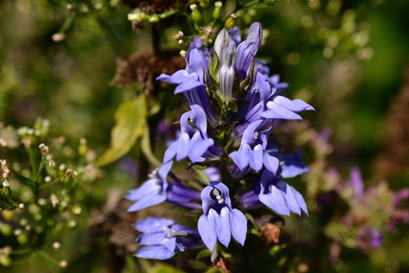 blue lobelia blossoms