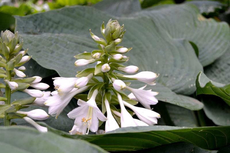 white hosta flowers