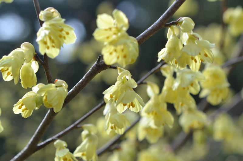 Clusters of pale yellow flowers dangle from woody stems