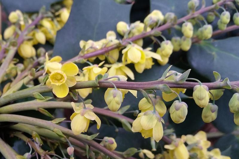 Japanese Mahonia