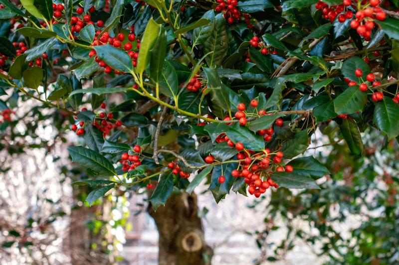 holly tree with red berries and green, glossy leaves
