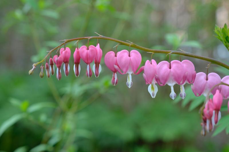 pink-flowered bleeding heart