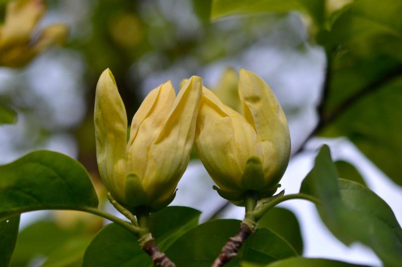 a yellow-flowered magnolia in bloom