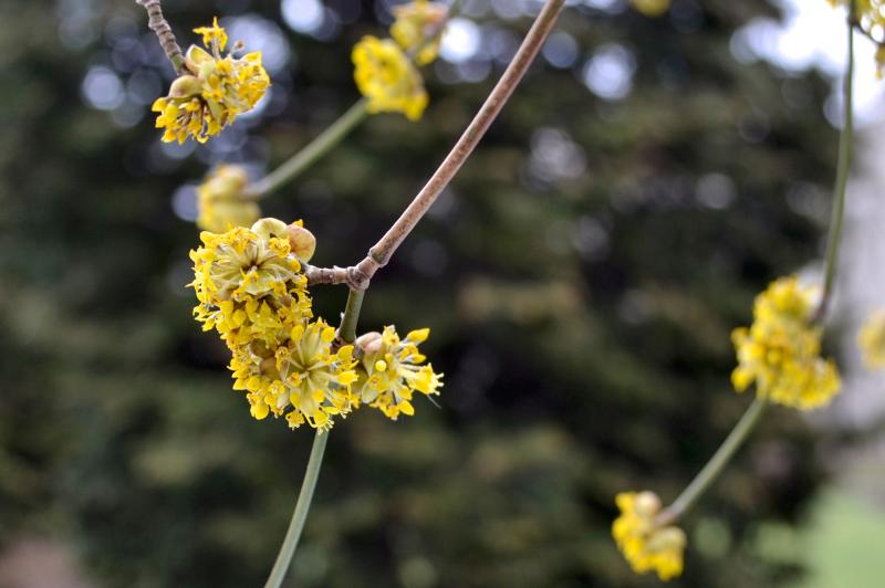 Yellow cornelian cherry flowers