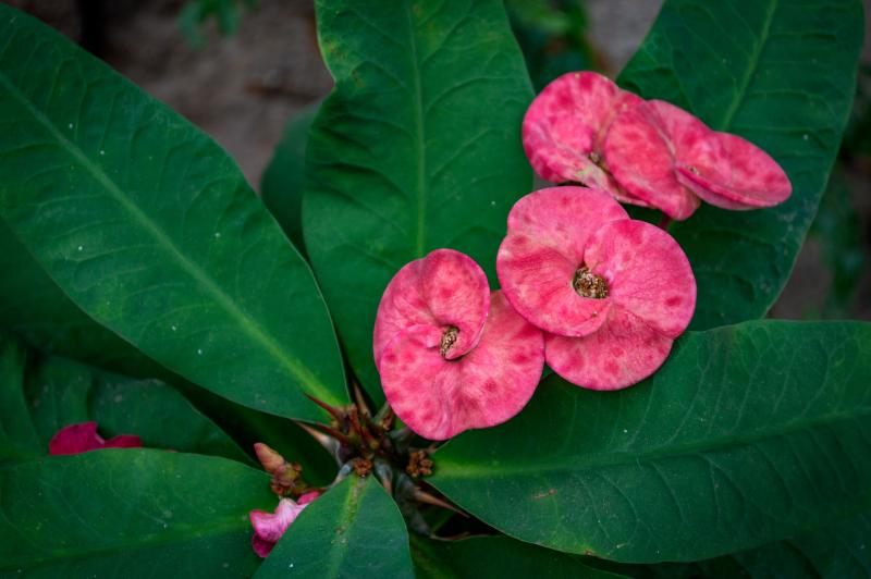 Four pink flowers with overlapping petals surrounded by large green leaves
