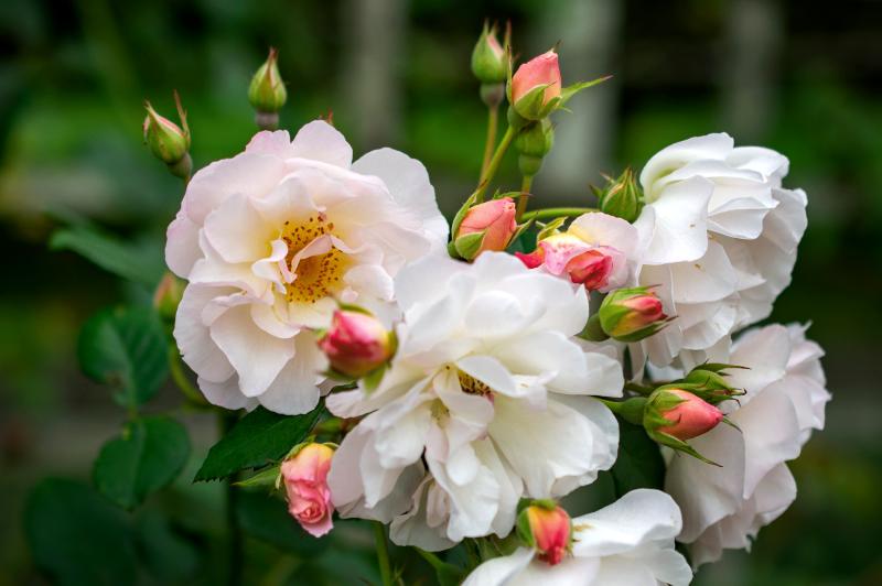 cluster of pale pink roses in bloom