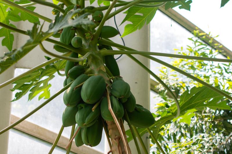 Large green oval fruits grow off the upper stem of a tree in front of a glass wall.