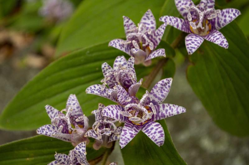 Several purple-and-white spotted flowers with six pointed petals.