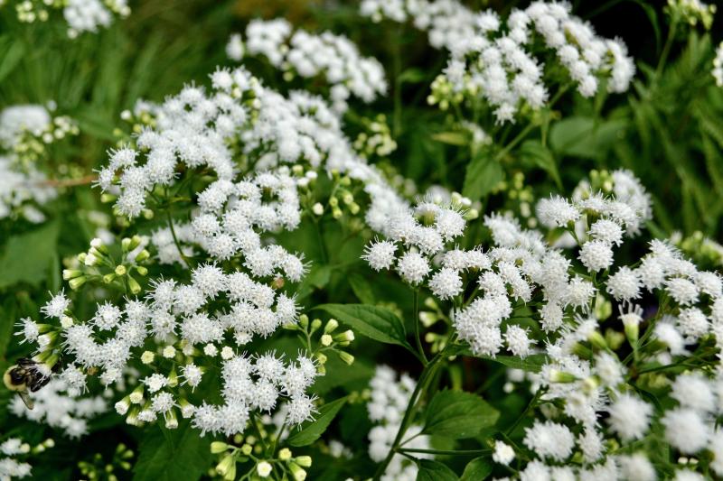 white clustered flowers