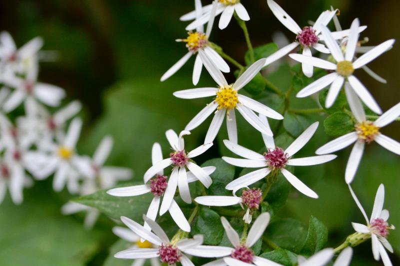 white asters, some with reddish centers, others with yellow