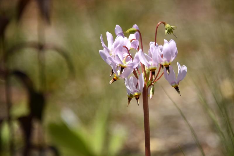 purple flower with swept-back petals