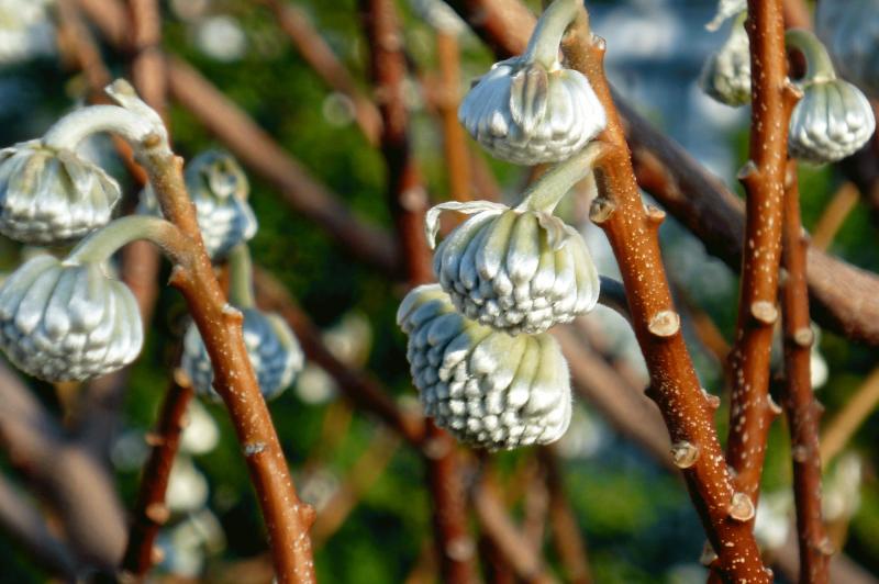 paperbush buds