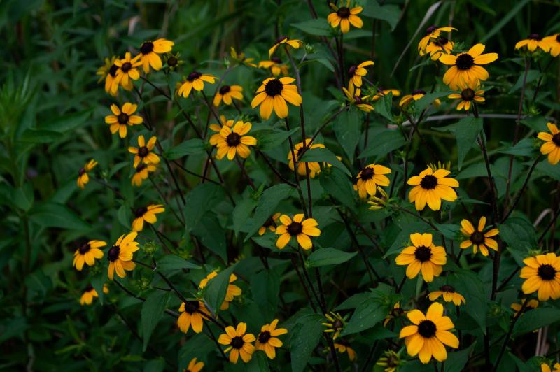 A cluster of yellow daisy-like flowers with with dark green leaves