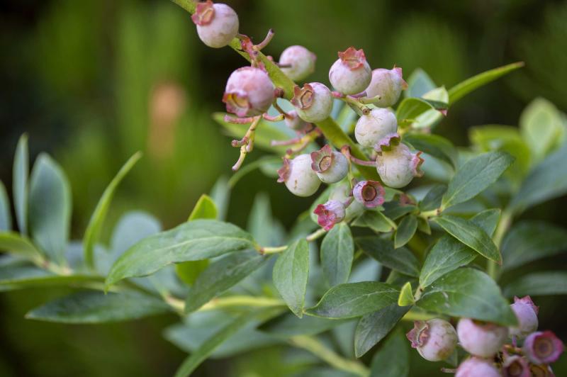 Bluish-red berries on a green stalk.