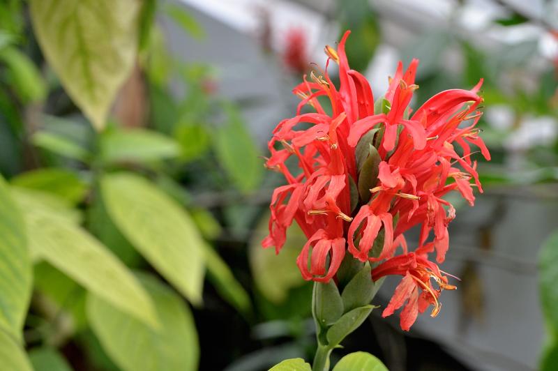 Cardinals guard in flower