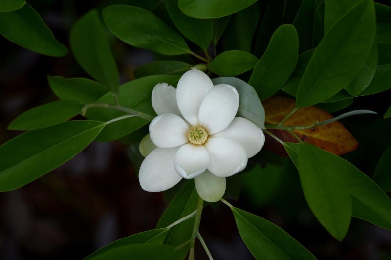 a white magnolia flower