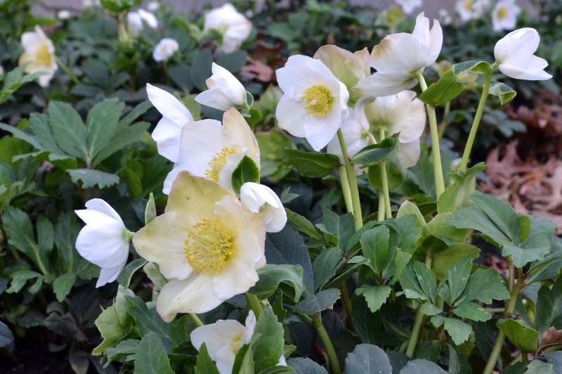 White flowers with 5 large pointed petals