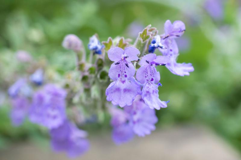 Catmint