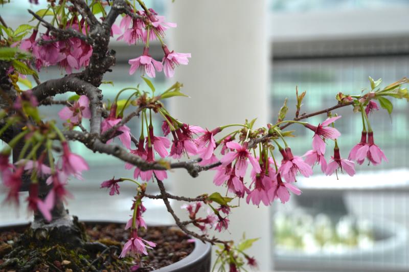 Bonsai of a higan cherry in flower