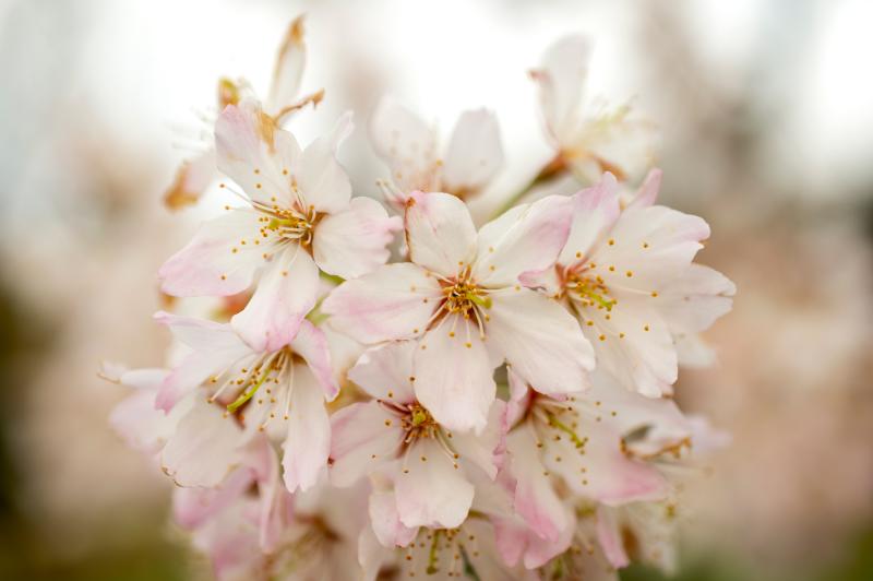 A collection of pale pink five-petaled blossoms at the end of a cherry tree branch.