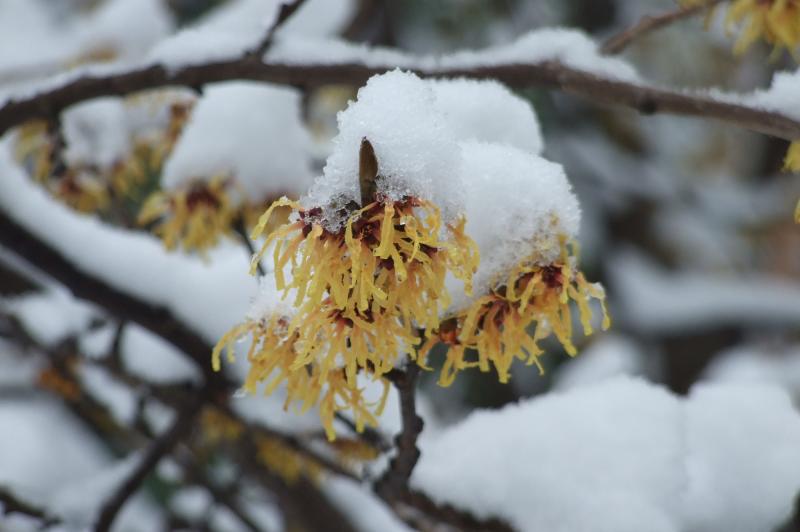 Witch-Hazel