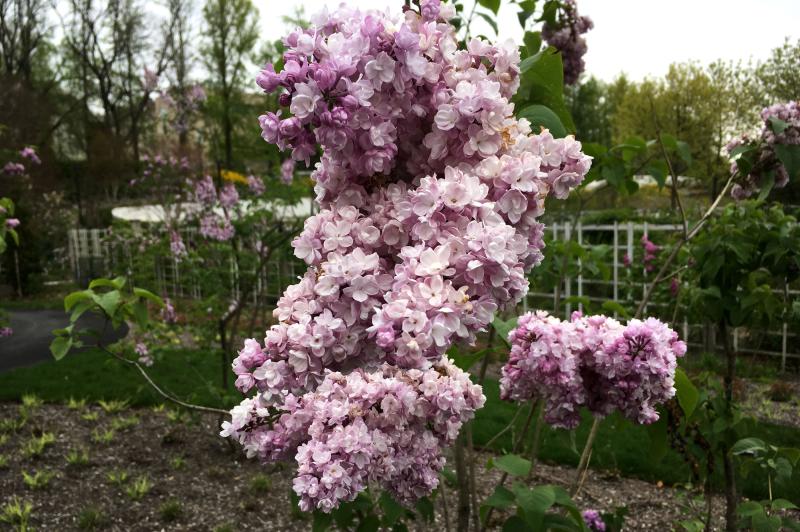 a lavander lilac in bloom
