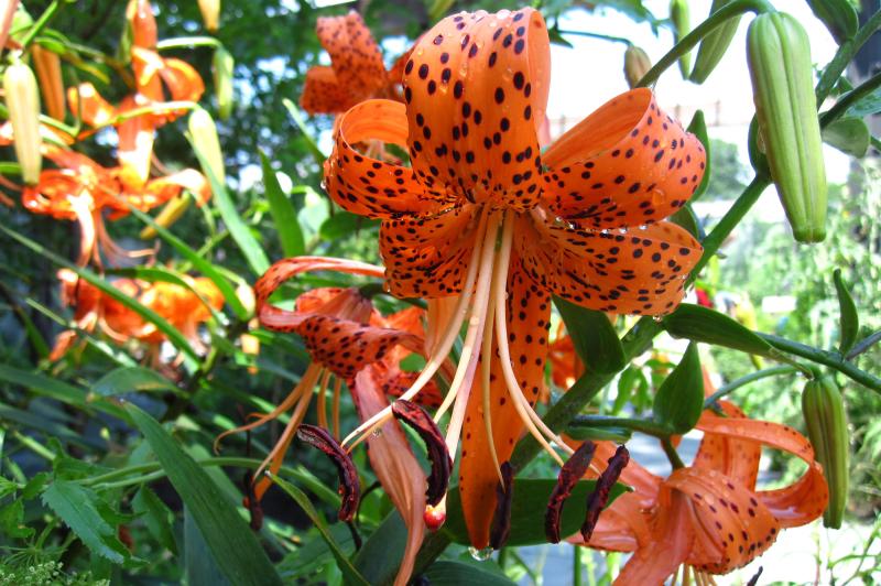 Tiger Lily