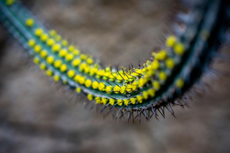 A long spiny stalk featuring dozens of tiny yellow blooms among its spines