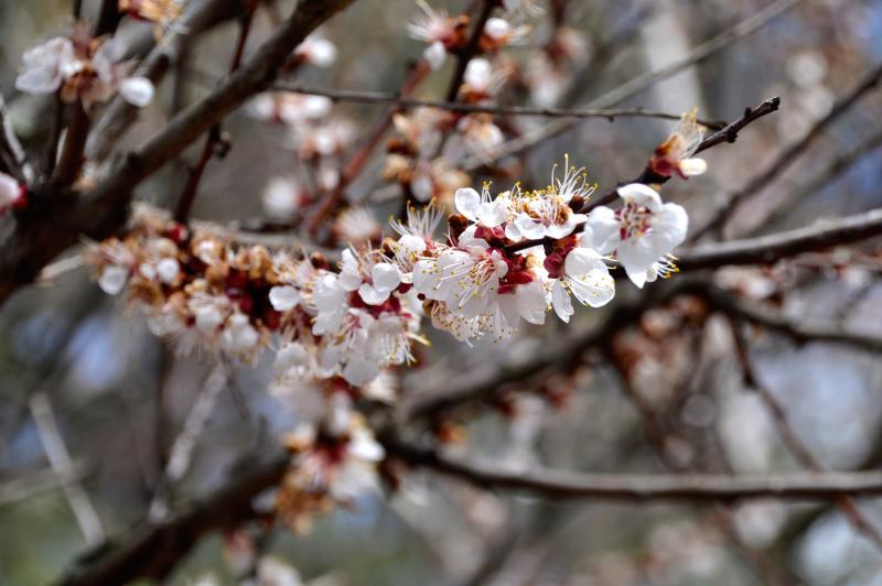 Apricot tree in flower