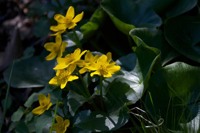 <em>Caltha palustris</em> (marsh marigold) in the Native Flora Garden.