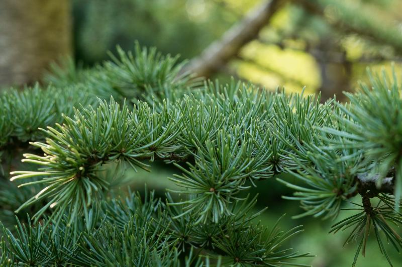 a green cedar bough