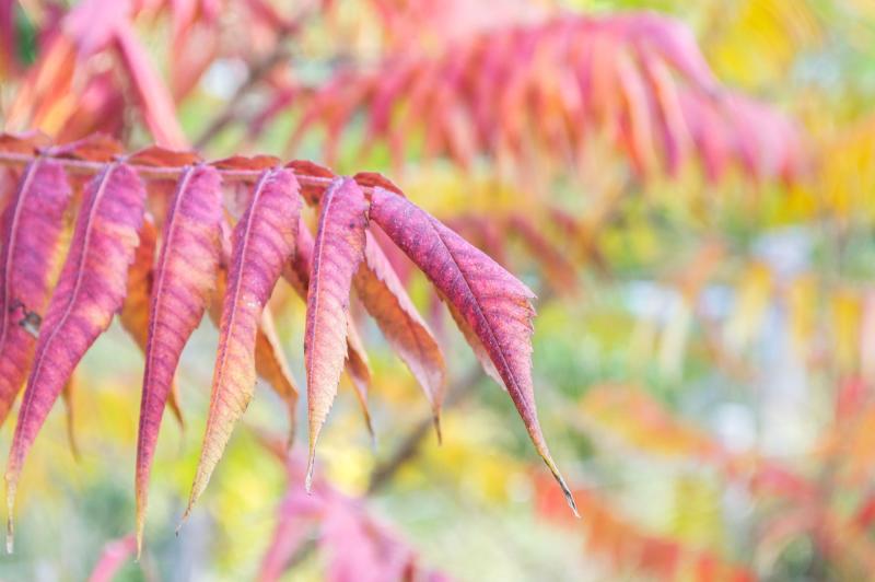 Rhus typhina (staghorn sumac) in the Discovery Garden.