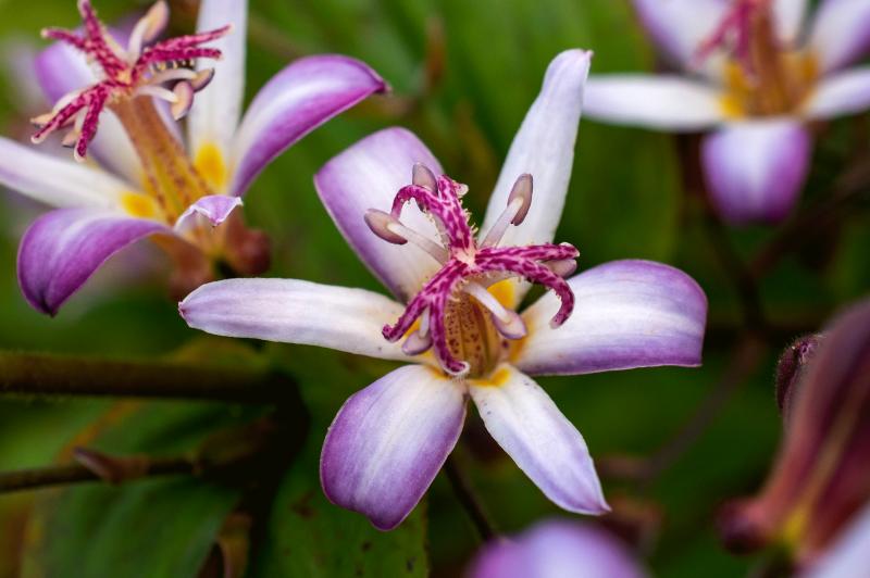 a purple and white spotted toad lily