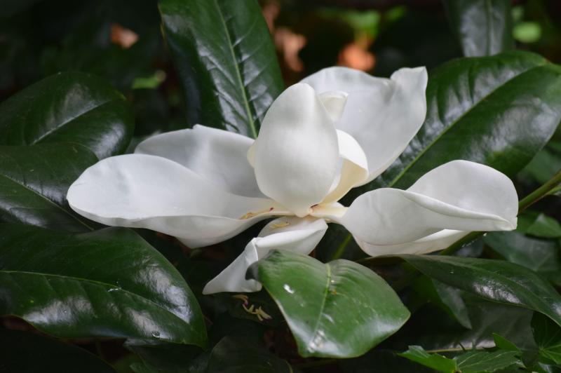 white-flowered magnolia blossom on a tree branch