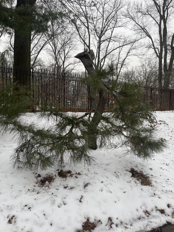 A pine tree partially covered in snow, with its branches extending outwards. The background features a gray sky and a black fence, along with leafless trees, creating a winter scene. Snow blankets the ground.