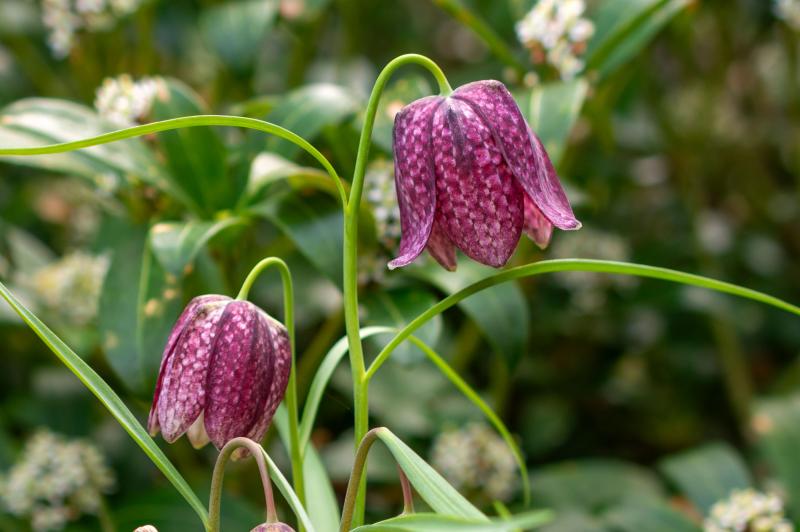 Two purple flowers with checkered-pattern petals nod at the ends of thin green stems.