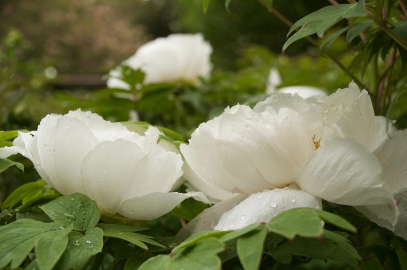 two white peonies