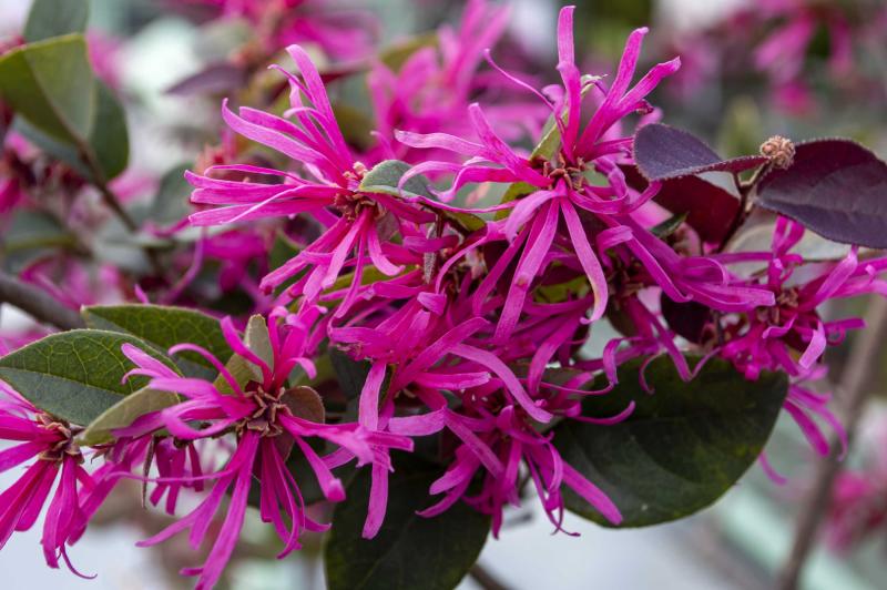 A cluster of bright pink flowers with long string-like petals.