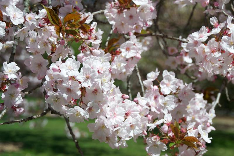 <em>Prunus serrulata</em> 'Taoyame' in BBG's Cherry Cultivars Area.