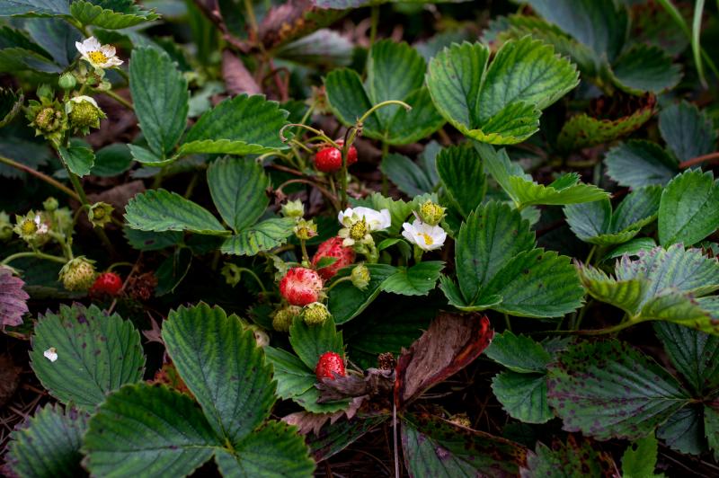 a strawberry plant with fruit and flowers