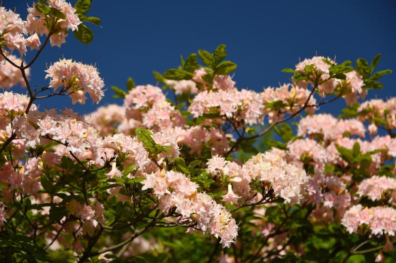 A shrub with clusters of orangish-pink flowers