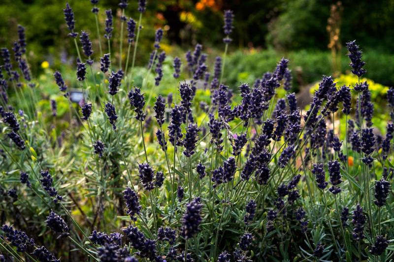 lavender in bloom