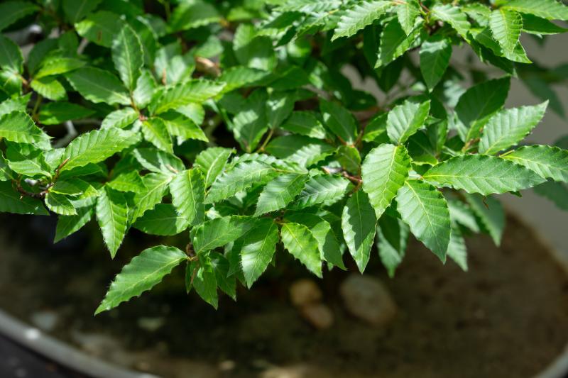 Close-up image of a bonsai specimen's dense shiny green foliage.
