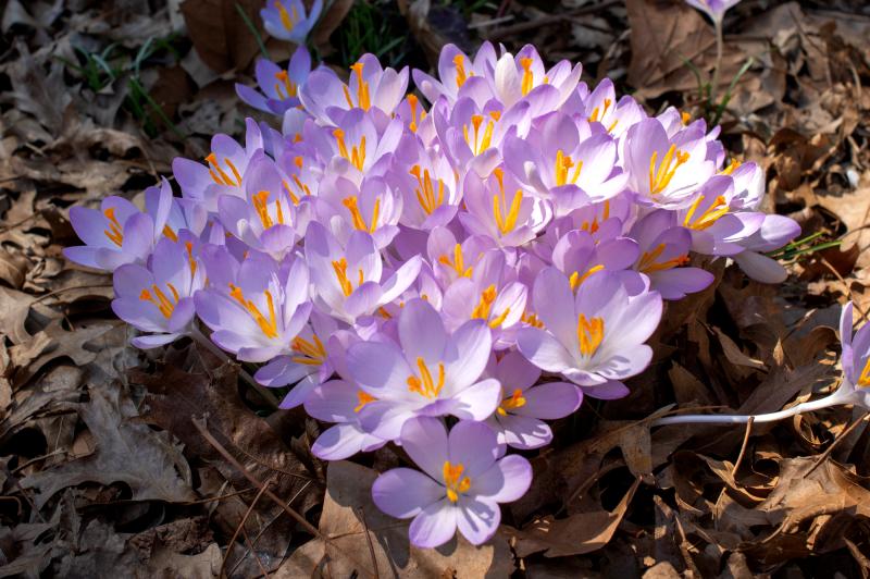 a heart-shaped patch of purple crocuses in bloom