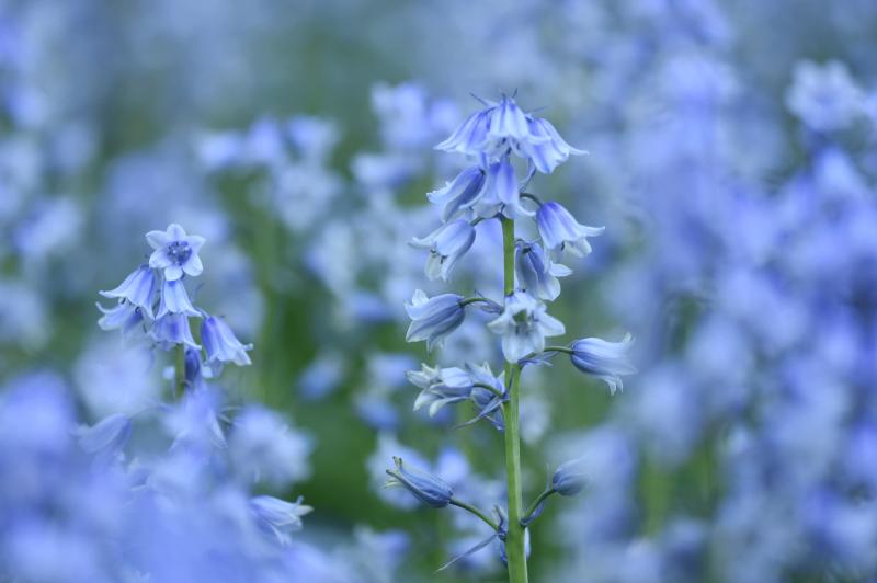 Spanish bluebells in bloom